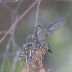 Cynanthus latirostris