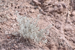 Artemisia mendozana