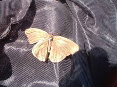 Euptychoides laccine
