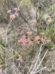 Eriogonum fasciculatum foliolosum