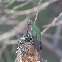 Cynanthus latirostris