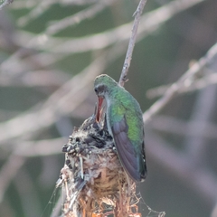 Cynanthus latirostris