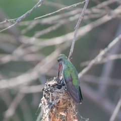 Cynanthus latirostris