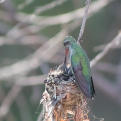 Cynanthus latirostris