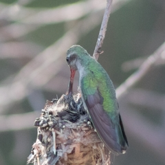 Cynanthus latirostris