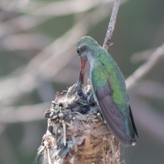 Cynanthus latirostris