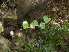 Putterlickia retrospinosa