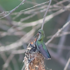 Cynanthus latirostris