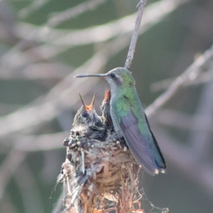 Cynanthus latirostris