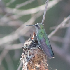 Cynanthus latirostris