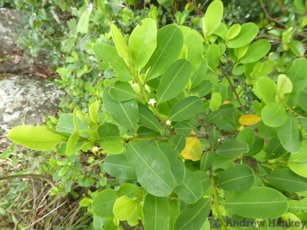 Blue-Leaved Cocatree