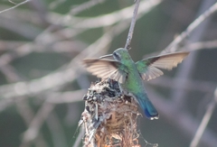 Cynanthus latirostris