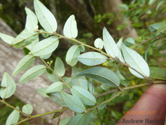 Cryptocarya wyliei