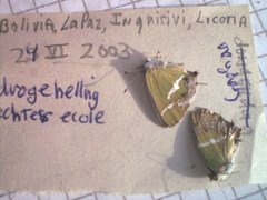 Chlorostrymon simaethis simaethis