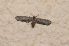 Glaucina erroraria