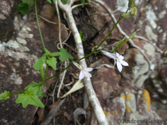 Lobelia pteropoda