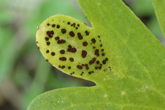 Puccinia adoxae