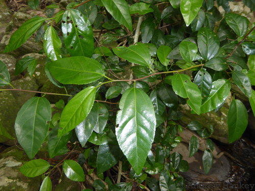 Image of Grewia pondoensis by (c) Andrew Hankey, some rights reserved (CC BY-SA)