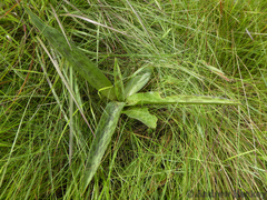 Ledebouria floribunda