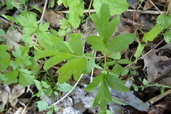 Puccinia adoxae
