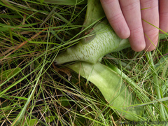 Ledebouria floribunda