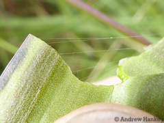 Ledebouria floribunda