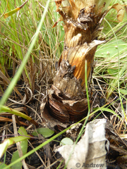 Ledebouria floribunda