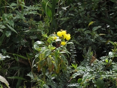 Calceolaria nivalis