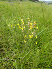 Aspalathus chortophila