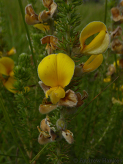 Aspalathus chortophila