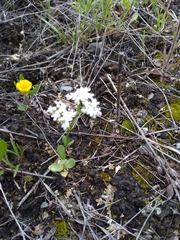 Valerianella amarella