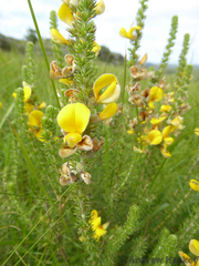 Aspalathus chortophila