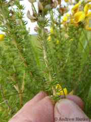 Aspalathus chortophila