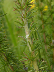 Aspalathus chortophila