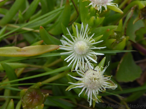 Delosperma crassuloides (Delosperma crassuloides)