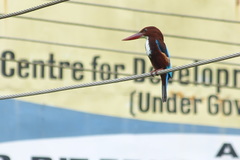Halcyon smyrnensis
