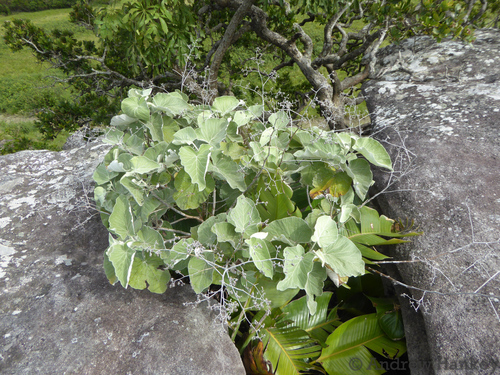 Image of Helichrysum populifolium by (c) Andrew Hankey, some rights reserved (CC BY-SA)