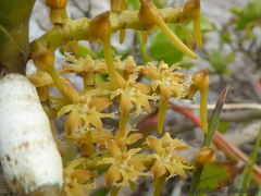 Tridactyle bicaudata rupestris