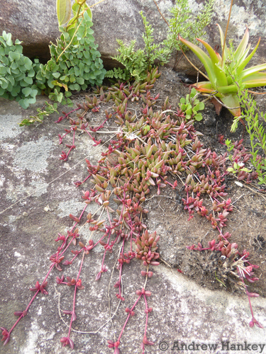 Image of Delosperma subpetiolatum by (c) Andrew Hankey, some rights reserved (CC BY-SA)