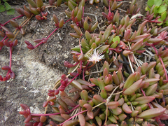 Delosperma subpetiolatum