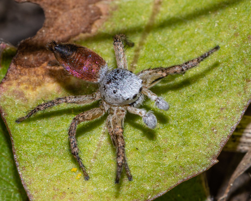 Habronattus decorus