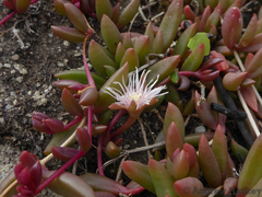 Delosperma subpetiolatum
