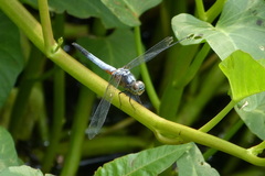 Brachydiplax chalybea