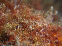 Clavularia crassa