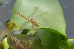 Brachythemis contaminata