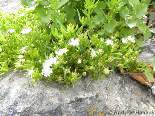 Image of Delosperma pondoense by (c) Andrew Hankey, some rights reserved (CC BY-SA)