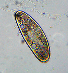Paramecium multimicronucleatum