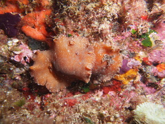 Platydoris argo
