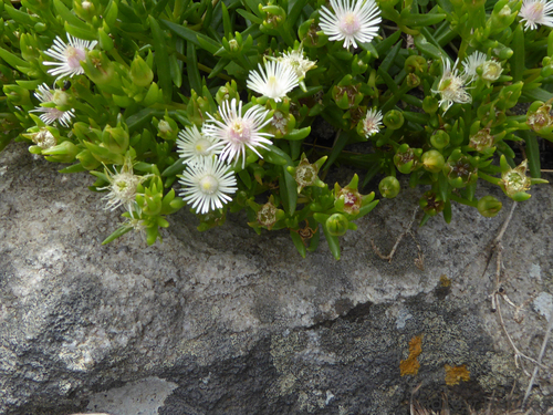 Image of Delosperma pondoense by (c) Andrew Hankey, some rights reserved (CC BY-SA)