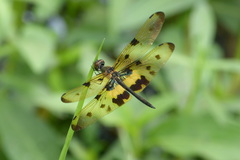 Rhyothemis variegata